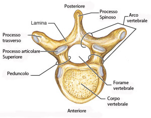 vertebra-lombare