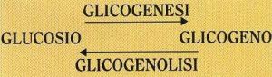 glicogenesi