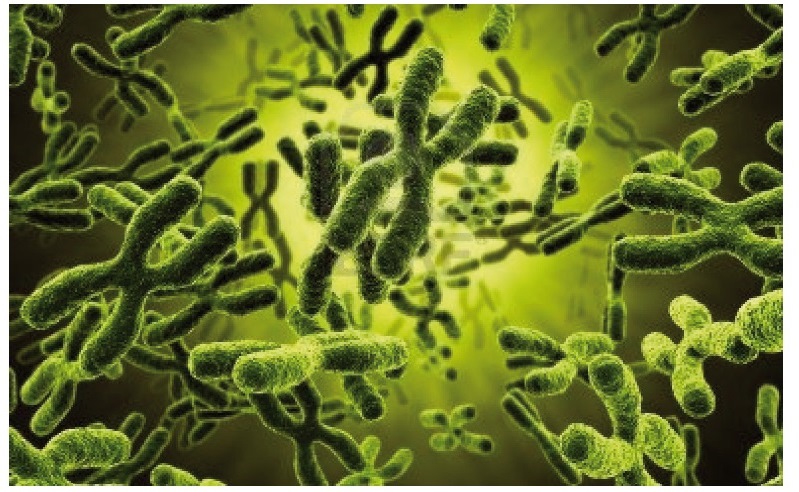 Scopri di più sull'articolo Telomerasi, stress e longevità
