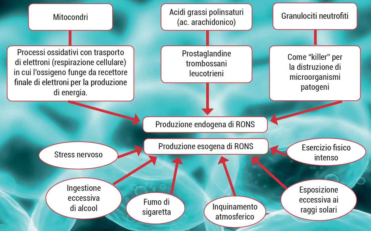 radicali liberi ROS e RONS