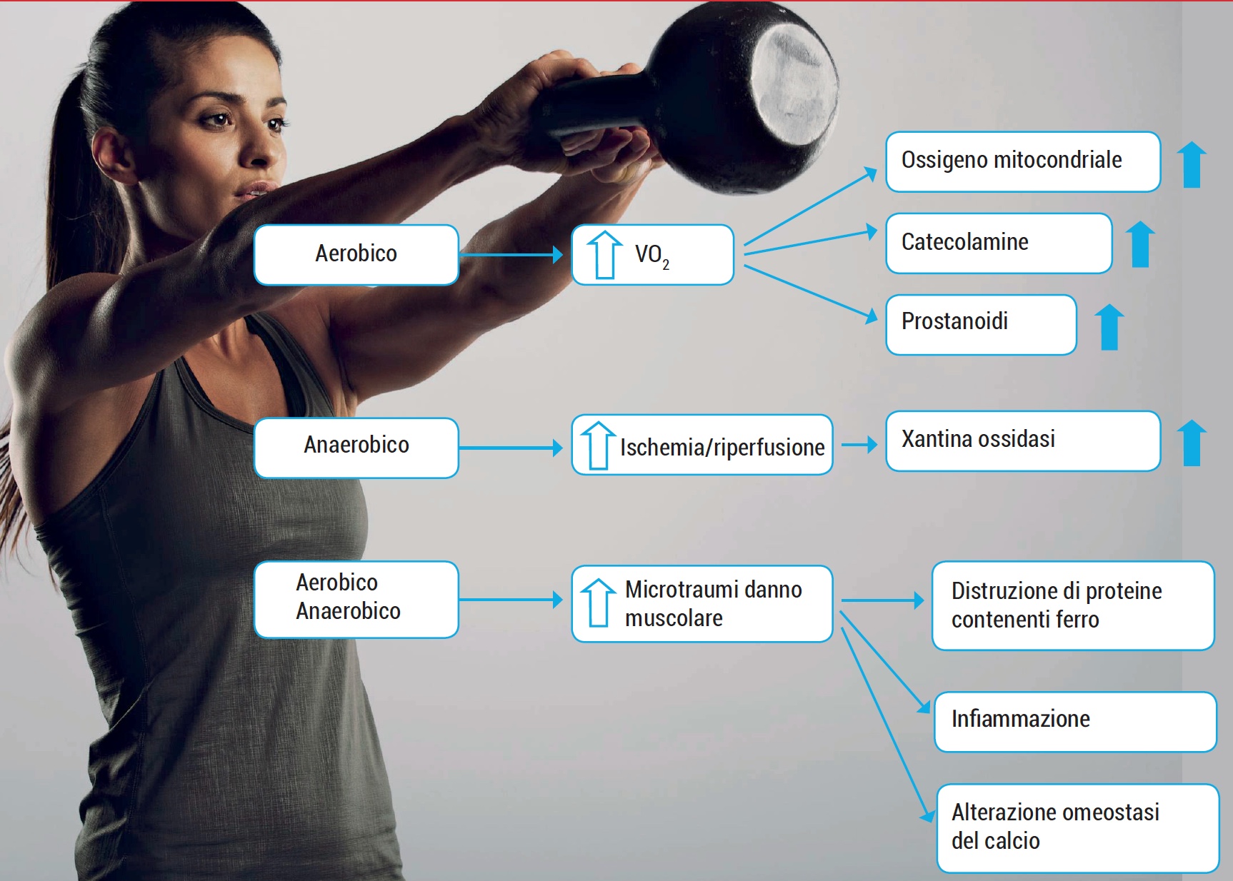 attività aerobiche e anaerobiche producono radicali liberi ma non è necessariamente un male