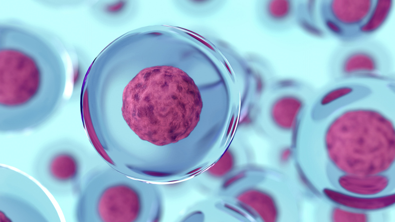 Cosa sono nucleo e nucleolo in una cellula e a cosa servono? tutto spiegato in una breve guida