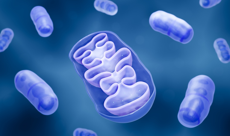 spiegazione semplice di cosa sono i mitocondri e della loro funzione nei processi del corpo incluso allenamento e ossidazione dei grassi